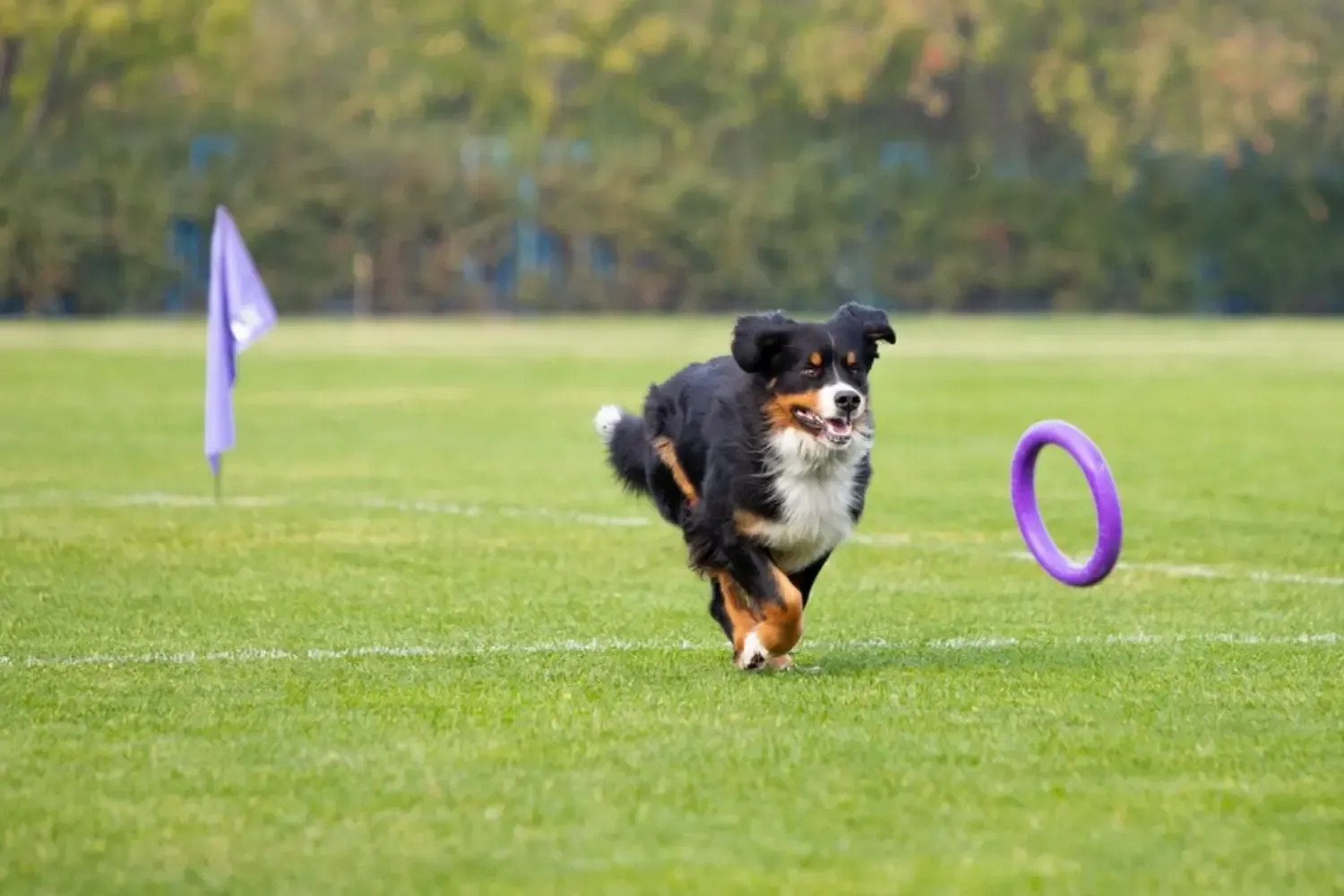 Pet Turf