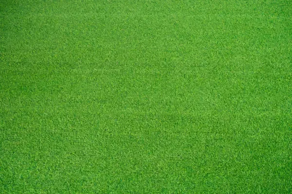 Synthetic Turf Surface