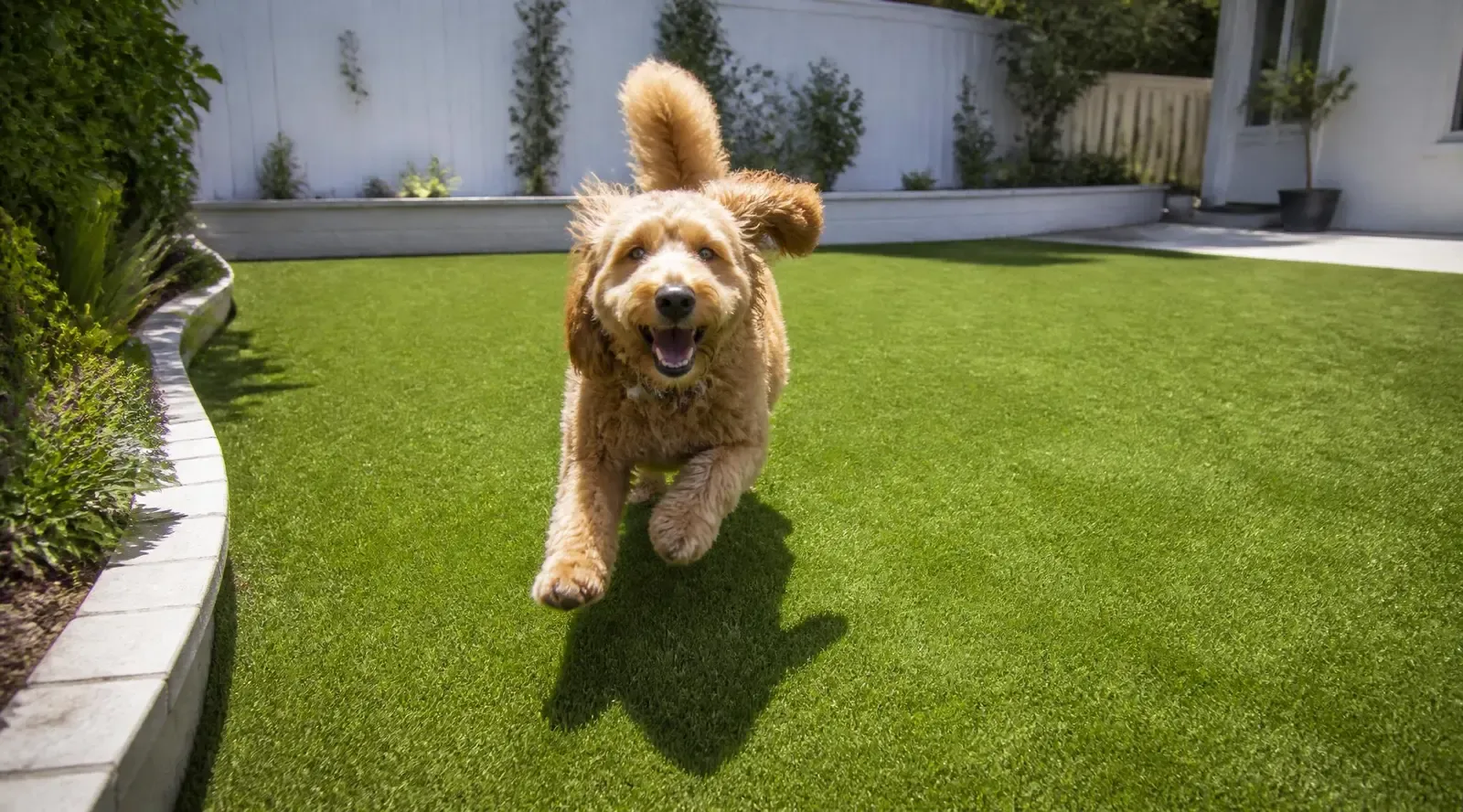 Dog playing on pet turf installation